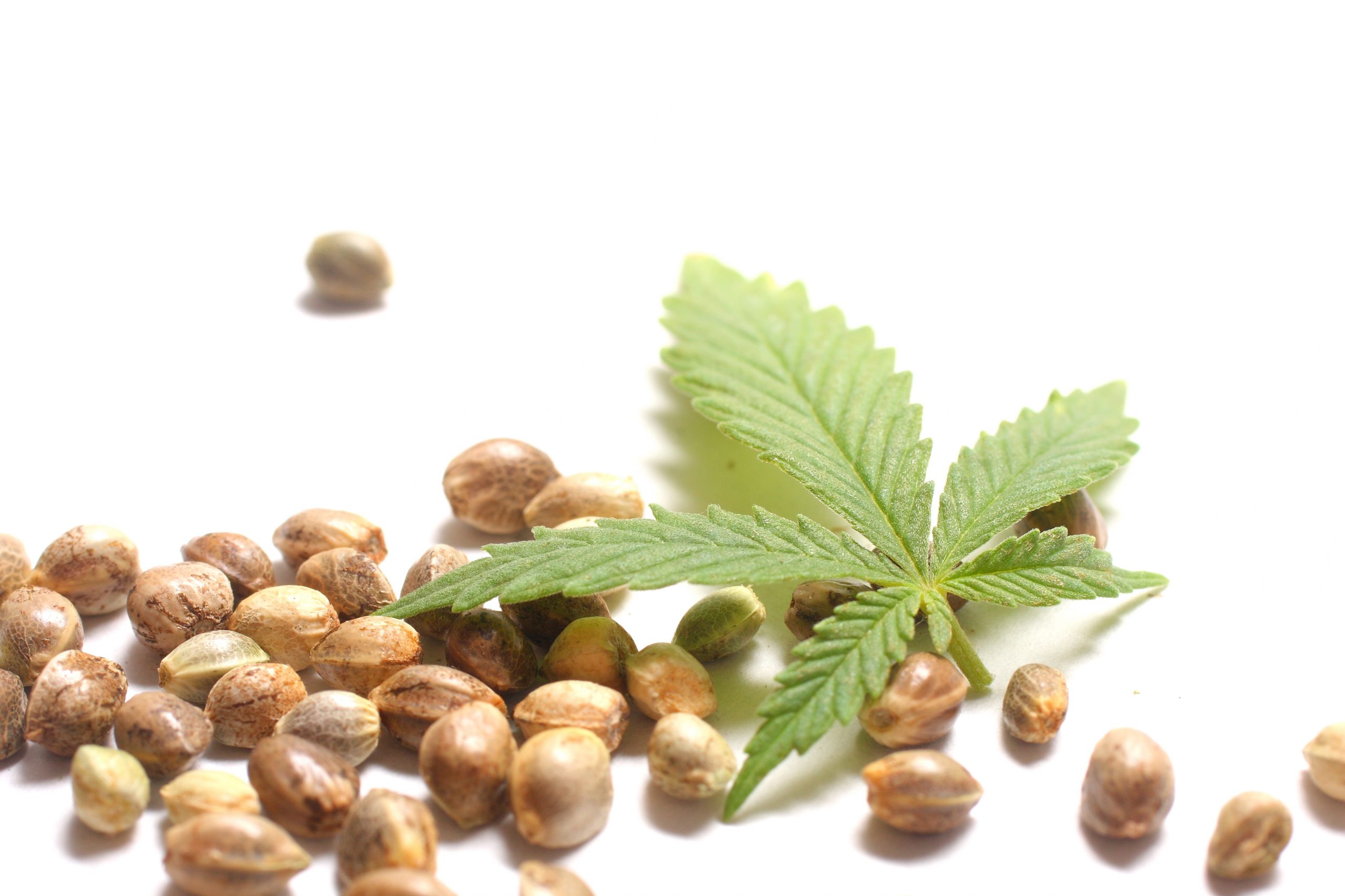 What Makes Hemp Foods Special? Here’s the List!!